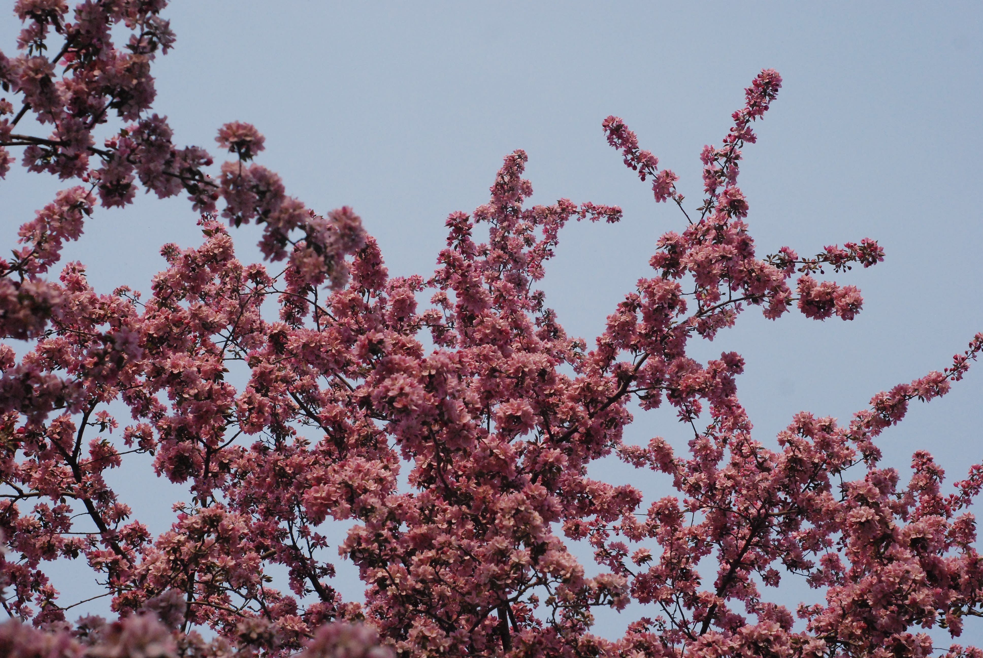 a tree with lots of pink flowers in front of a blue sky